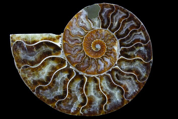 Bargain, Agatized Ammonite Fossil (Half) - Madagascar #78589